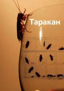 Таракан (2010)