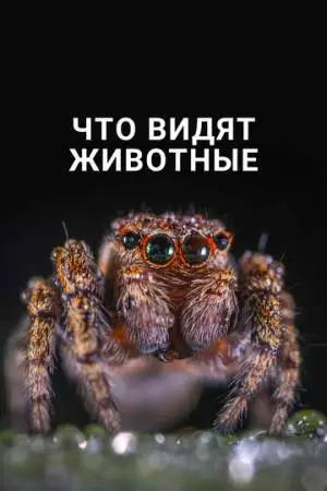 Что видят животные (2018)